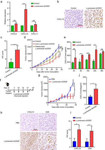 Figure 7. L. paracasei sh2020 promoted the expression and secretion of CXCL10 in vivo and in vitro. (a) The expression of CXCL9, CXCL10 and CXCL11 in tumor tissues from control and L. paracasei sh2020-treated mice was detected by qRT-PCR. (b-c) Representative images (b) and quantification (c) of IHC staining of CXCL10 in the tumor tissues from control and L. paracasei sh2020-treated tumors. (d) Tumor growth in each group. (e) The levels of CXCL10 in the conditioned medium. (f-g) Tumor growth in the tumor-bearing mice with intratumoral injection of L. paracasei sh2020 (n = 5–6). (h-i) Representative images (h) and quantification (i) of IHC staining of CXCL10 and CD8 in each group (n = 4–5). (j) The serum levels of CXCL10 were examined by ELISA. ns, no significant difference, *P < .05, **P < .01, ***P < .001.