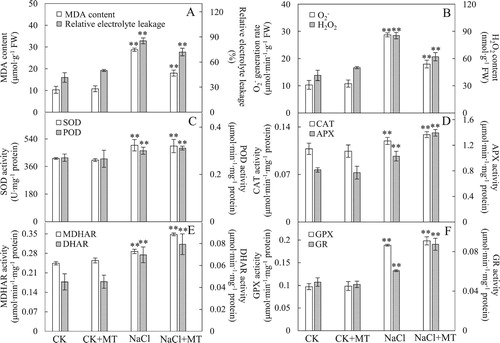 Figure 2. Effects of MT on antioxidant systems in tomato leaves. (A) O2− generation rate and H2O2 content in leaves; (B) Malondialdehyde (MDA) content and relative electrolyte leakage (REL); (C) Superoxide dismutase (SOD) and peroxidase (POD) activities; (D) Catalase (CAT) and ascorbate peroxidase (APX) activities in leaves; (E) Monodehydroascorbate reductase (MDHAR) and dehydroascorbate reductase (DHAR) activities; (F) Glutathione peroxidase (GPX) and glutathione reductase (GR) activities. The values were determined after plants were treated with 150 mM NaCl for three days, and were presented as means ± standard deviation (n ≥ 3). The asterisks indicate significant differences (*P < 0.05; **P < 0.01).