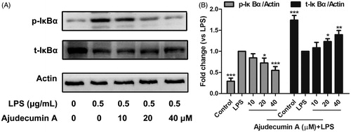 Figure 4. Ajudecumin A blocked the activation of NF-κB pathway in LPS-activated RAW264.7 macrophages. (A) Cells were pre-treated with Ajudecumin A (10, 20, and 40 μM) for 4 h before the addition of LPS (0.5 μg/mL) for 5 min. The IκBα phosphorylation and degradation were evaluated by western Blot. Actin is shown as a loading control. Results from representative experiments are shown, and the quantitative results are depicted (B). All data are represented as mean ± SD, n = 3. *p < 0.05, **p < 0.01, ***p < 0.001 vs. LPS control.