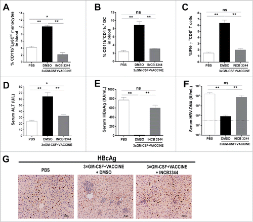 Figure 5. Blockage of Ly6Chi monocytes abrogates HBV clearance by the 3 × GM-CSF+VACCINE. The AAV8–1.3HBV infected mice were treated with CCR2 antagonist (INCB 3344, 30 mg/kg) by intraperitoneal injection one hour before GM-CSF, repeated at day 2, 3, and 4. The CD11b+Ly6Chi monocytes were measured 12 hours after the fourth INCB 3344 administration. (A) CD11b+Ly6Chi monocytes were quantified by percentage of total CD11b+ cells. (B) CD11b+ CD11c+ DC in blood were analyzed 48 hours after the fourth INCB 3344 administration and quantified by percentage of total CD11b+ cells. (C-F) IFN-γ+CD8+ T cells (C) in spleen, serum ALT (D), serum HBsAg (E), and serum HBV DNA (F) were measured on 14 d after the fourth vaccination. Dotted lines in (F) represent the assay limit of detection. (G) 14 d after the fourth vaccination, the liver sections HBcAg (brown staining) were stained by IHC. Scale bar represents 50 μm. Bars represent the mean ± SEM. *, P<0.05; **, P<0.01; ns, not significant.