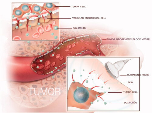 Figure 10. Mechanism of DOX-BCNDs entering cancer cells.