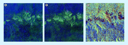 Figure 4.  Time series of Landsat imagery at 30 m × 30 m resolution. (A) 1990 and (B) 2000 (thermic mapping and enhanced thermic mapping plus) and (C) Advanced Land Observing Satellite Phased Array L-band Synthetic Aperture Radar Mosaic at approximately 50 m × 50 m resolution of 2007 over a 20 km × 20 km size sample unit in Congo Basin.