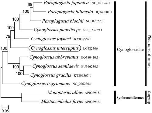 Figure 1. Phylogenetic position of Cynoglossus interruptus based on a comparison with the complete mitochondrial genome sequences of 12 species. The analysis was performed using MEGA 7.0 software. The accession number for each species is indicated after the scientific name.