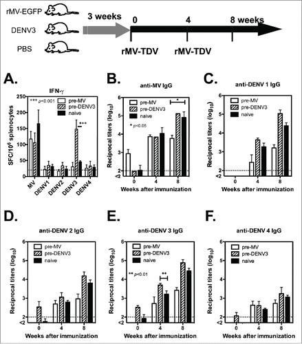 Figure 5. The effect of pre-existing immunity on the immune responses induced by the MV-vectored dengue vaccine. The immunization schedule is shown at the top of the figure. Groups of hCD46 mice were pre-infected with 1 ×106 pfu of rMV-EGFP, 1 ×106 pfu of DENV-3 or a PBS-treated naïve control. After three weeks, all mice were immunized with rMV-TDV by ip injection and boosted 4 weeks later. (A) Specific T-cell responses to either MV or DENV were measured one week after a single immunization by ELISPOT assay and presented with the mean and SD of SFC per million spleen cells. The specific IgG titers to MV (B) or DENV-1 to 4 (C-F) were determined by ELISA. The detection limits for the ELISPOT assay or ELISA are indicated in a dashed line. Mann-Whitney t-tests were used for statistical analyses, and the significance compared with the naïve control is shown.