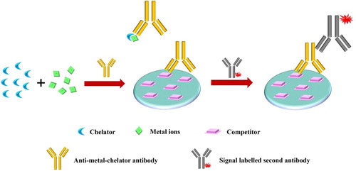 Figure 3. General immunoassay for metal ions using a competitive format.