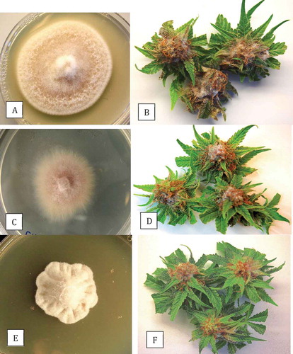 Fig. 3 (Colour online) Colony morphology on PDA and results from pathogenicity tests of Fusarium spp. recovered from cannabis buds. (a, b) F. solani; (c, d) F. oxysporum; (e, f) F. equiseti. Photographs of inoculated buds were taken after 7 days of incubation at 23°C.