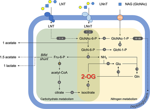 Figure 4. Model of B. infantis HMO nitrogen utilization. Nitrogen metabolism is shaded in yellow, carbohydrate metabolism in green, and peptidoglycan synthesis pathways in purple. Solid arrows are for one-step reactions and dashed arrows for multi-step reactions. The genes involved in the pathways are designated by numbers (1–25) in dark gray circles and listed in Table S5. LNT, lacto-N-tetraose; LNnT, lacto-N-neotetraose; NAG or GlcNAc, N-acetyl glucosamine; GlcNAc-6-P, N-acetyl glucosamine-6-phosphate; GlcNAc-1-P, N-acetyl glucosamine-1-phosphate; GlcN-6-P, glucosamine-6-phosphate; GlcN-1-P, glucosamine-1-phosphate; Fru-6-P, fructose-6-phosphate; 2-OG, 2-oxoglutarate; Glu, glutamate; Gln, glutamine; UDP-GlcNAc, uridine diphosphate-N-acetyl glucosamine; UDP-MurNAc, uridine diphosphate-N-acetyl muramic acid.