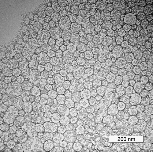 Figure 1 Transmission electron microscope image (20,000× magnification) of erythropoietin-conjugated tamoxifen-loaded nanostructured lipid carrier.