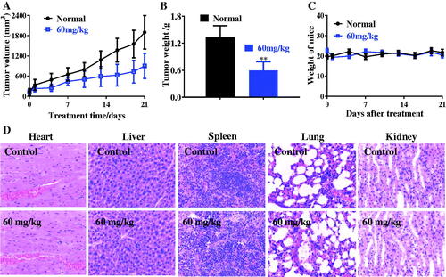 Figure 8. In vivo antitumor effects of compound C6. (A) Tumour volume; (B) Tumour weight; (C) Weight of mice; (D) Haematoxylin and eosin staining. **p < 0.01.