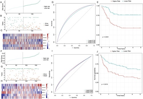 Figure 5. Internal and external validation of the six-gene signature. (A–B) Distribution of the DLBCL patients and OS status according to the median risk scores in the testing cohort. (C) Heatmap of the six genes in the two risk groups of the testing cohort. (D–E) ROC curve and KM survival analysis of the prognostic signature in the testing cohort. (F–G) Distribution of the DLBCL patients and OS status according to the median risk scores in the independent cohort (GSE4475). (H) Heatmap of the six genes in the two risk groups of the independent cohort. (I–J) ROC curve and KM survival analysis of the prognostic signature in the independent cohort (GSE4475).