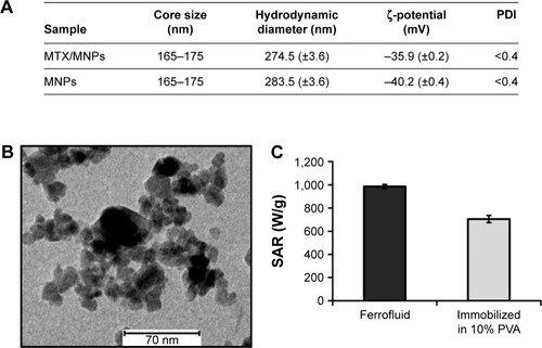 Figure 2 Characterization of the used nanoparticles.Notes: (A) Core sizes were stated as given in the datasheet of the supplier. The hydrodynamic diameter (n=5) and the ζ-potential (n=3) were analyzed in double distilled water. Standard deviations are given in brackets. (B) Depiction of the clustered particle cores as observed by high resolution transmission electron microscopy. (C) SAR of the used MNPs (n=3) measured as water suspension (ferrofluid) or after immobilization in 10% PVA.Abbreviations: MNPs, magnetic nanoparticles; MTX, methotrexate; PDI, polydispersity index; PVA, polyvinyl alcohol; SAR, specific absorption rate.