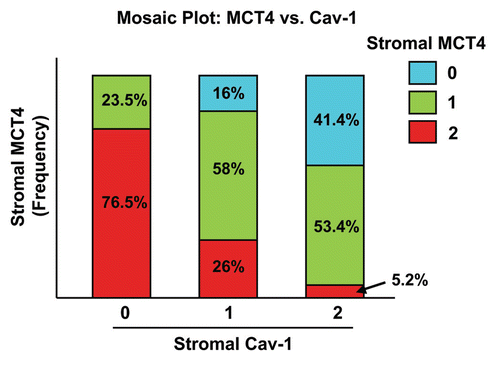 Figure 2 The levels of stromal MCT4 and stromal Cav-1 are inversely related in human breast cancer. A mosaic plot of the joint distribution of stromal Cav-1 and stromal MCT4 is shown. Note that there is clearly a negative relationship between the two biomarkers. For example, if stromal Cav-1 = 0, you are mostly likely observe stromal MCT4 = 2. Conversely, if stromal Cav-1 = 2, you are most likely to observe stromal MCT4 = 0 or 1. For specific numbers, see Table 2.