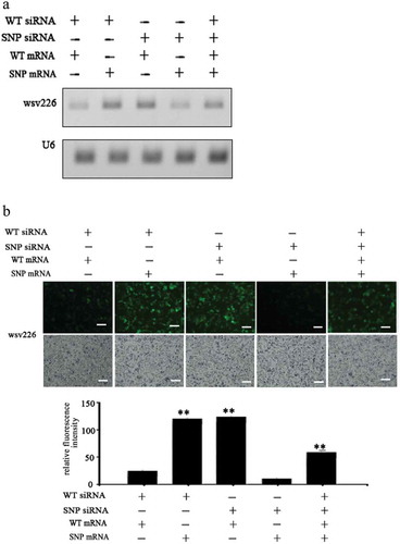 Figure 3. Suppression of siRNA pathway by viral synonymous SNP in insect cells. (a) Influence of synonymous SNP of wsv226 mRNA on siRNA pathway in insect cells. The insect High Five cells were co-transfected with wild-type siRNA (WT siRNA), SNP siRNA, EGFP-WT-mRNA and/or EGFP-SNP-mRNA of wsv226. At 36 h after co-transfection, the wsv226 mRNA level was examined by Northern blot. U6 was used as a control. Probes were indicated on the left. (b) Evaluation of viral synonymous SNP of wsv226 mRNA on siRNA pathway in insect cells by examination of fluorescence intensity of insect cells. The treatments were indicated on the top. Scale bar, 50 μm. (c) Role of synonymous SNP of wsv151 mRNA in siRNA pathway in insect cells. At 36 h after co-transfection of insect cells with wild-type (WT) siRNA, SNP siRNA, EGFP-WT-mRNA and/or EGFP-SNP-mRNA of wsv151, the wsv151 mRNA level was determined by Northern blot. U6 was used as a control. Probes were indicated on the left. (d) Impact of viral synonymous SNP of wsv151 mRNA on siRNA pathway in insect cells by examination of fluorescence intensity of insect cells. The treatments were indicated on the top. Scale bar, 50 μm.