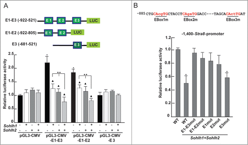 Figure 5. SOHLH1 and SOHLH2 down-regulate the Stra8 promoter activity through E-Box binding motif. (A) Upper panel: schematic representation of the different portions of the Stra8 promoter used in this reporter experiments that contain canonical E-box consensus sequences indicated in green. Lower panel: co-transfection of the different reporter constructs with Sohlh1- and/or Sohlh2-expressing vectors into HEK293T cells. Luciferase activities were measured 48 hr after transfection and normalized to the Renilla activity. Bars depict the means ± SEM of 3 experiments. *P <0.01 respect to the pGLG3-CMV Mock; ▴ P < 0.01 respect to the Mock. **P < 0.01 in Sohlh1 plus Sohlh2 co-transfected cells vs. single transfectants. (B). Upper panel: illustration of mutated E-Box sequences, in each of which the 2 internal bases were replaced as indicated. Lower panel: mutational analysis of the 3 E-Boxes in the Stra8 promoter in the presence of overexpressed Sohlh1 and Sohlh2. HEK293T cells were co-transfected with 200 ng of WT and mutant pGL3-1,400-Stra8-Luc reporter constructs and 400 ng of pcDNA3-Sohlh1 and pcDNA3-Sohlh2 and treated with 1 μM RA after 24 hr. Reporter assays were performed as above.