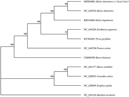 Figure 1. The phylogenetic tree based on the 11 complete mitochondrial genome sequences. Numbers in the nodes are the bootstrap values from 1000 replicates.