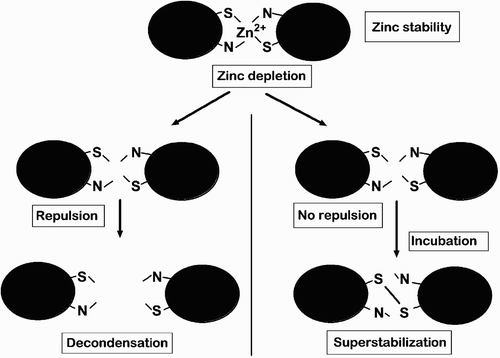 Figure 1.  Schematic overview of dual actions by Zn2+ stabilizing the structure and at the same time preventing formation of surplus disulfide bridges. Depletion of zinc allows two biologically different outcomes: (1) ‘immediate decondensation’ if repulsive forces are permitted to separate the chromatin fibers; and (2) otherwise unbound thiols close to each other may oxidize into disulfide bridges creating a ‘superstabilized chromatin’.