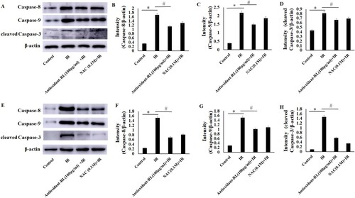 Figure 5. Antioxidant-RL reduces the apoptosis of cardiomyocytes after IR injury. (A–D) The expression levels of apoptosis-related proteins, caspase-8, caspase-9, and cleaved caspase-3, in different H9C2 cardiomyocyte groups. Antioxidant-RL (100 µg/mL) treatment reduced the expression of apoptosis-related proteins caspase-8, caspase-9, and cleaved caspase-3 in H9c2 cardiomyocytes. (E–H) The results of the expression of caspase-8, caspase-9, and cleaved caspase-3 in myocardial IR rats were similar to those reported in H9C2 cardiomyocytes. Antioxidant-RL (10 mg/kg) decreased the levels of caspase-8, caspase-9, and cleaved caspase-3 in SD rats. *P < 0.05 represents significant difference between IR and Sham group; #P < 0.05 represents significant difference between antioxidant-RL + IR and IR group.