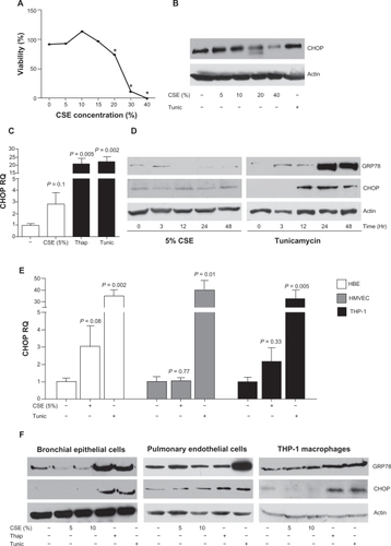 Figure 1 Cigarette smoke extract induces a modest induction of CHOP in SAE cells, bronchial epithelial cells, and macrophages. SAE cells were exposed to various concentrations of CSE for 24 hours and high CSE concentrations result in reduced viability (A) and no increase of CHOP protein levels (B). C) CHOP protein levels were elevated following 24 hours exposure to 5% CSE, demonstrated by qPCR. Exposures to thapsigargin (1 μM) or tunicamycin (1 μM) were used as positive ER stress controls. D) This CSE induction of CHOP protein was undetectable from 1 to 48 hours, by Western blot. A modest induction of CHOP is observed in HBE and THP-1 cells but not in HMVEC following 5% CSE exposure for 24 hours, at the mRNA level (E) but undetectable by Western blot analysis (F).