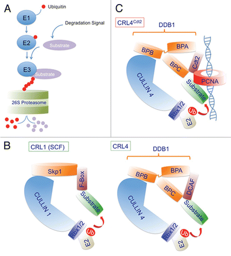 Figure 1 Schematic illustration of the various steps involved in the ubiquitin proteasome pathway and general architecture of the cullin 1 (CRL1) and cullin 4 (CRL4)-based E3 ubiquitin ligases. (A) Ubiquitin molecules (red circles) are covalently attached to the substrate in three consecutive steps. The last step of the reaction is mediated by the specific recognition of the substrate (light magenta), often tagged with a degradation signal, by an E3 ubiquitin ligase (blue) and the transfer of ubiquitin from the E2 ubiquitin-conjugating enzyme (blue) to the substrate. In many cases the degradation signal results in the phosphorylation of the substrate at a specific residues(s). Also shown in blue, is the E1 ubiquitin-activating enzyme involved in charging ubiquitin in the first step of the reaction. The polyubiquitylated protein substrate is directed to the 26S proteasome (light green) where it is degraded proteolytically. (B and C) The scaffold cullin 1 and cullin 4 (cullin 4A or cullin 4B) proteins (light blue) in complex with Rbx1 or Rbx2 small ring finger proteins (purple) form the catalytic core of CRL1 (also known as SCF) and CRL4 respectively. Rbx1/2 proteins recruit the ubiquitin-conjugating enzyme E2 (beige) to mediate the covalent attachment of ubiquitin (red) to the substrate (light green). Skp1 and Ddb1 (damage-specific DNA binding protein 1) (orange) are adaptor proteins for CRL1 and CRL4 respectively and function to bridge the cullin proteins with a number of substrate recognition factors (SRFs) (brown). For Ddb1, one β-propeller domain (BPB) interacts with cullin 4, whereas the two other β-propeller domains (BPA and BPC) make contacts with the SRFs. For CRL1, the SRF are collectively termed F-box proteins because they invariably contain the conserved F-box motif, whereas for CRL4 ubiquitin ligases, SRFs are collectively termed DCAFs (Ddb1 and cullin 4-associated factors). (C) A schematic of the CRL4Cdt2 E3 ligase showing the DCAF Cdt2 (brown) and its ability to recognize substrates only when they are bound to the trimeric PCNA ring (red) encircling DNA (blue helix).