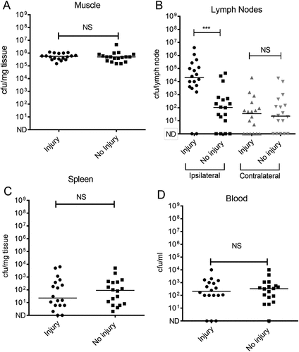 Figure 4. Quantification of GAS in different tissues following simultaneous contusion and local intramuscular GAS infection.