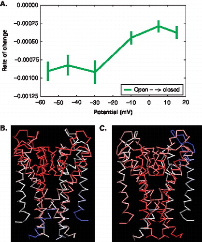 Figure 8.  Characterization of motions and displacement based on the PCA modes of the pore domain. (A) The Figure shows the rate of change in the error of overlap as a function of voltage. (represents open ◊ closed). The error bars indicate the error based on subsets of the trajectory data. (B, C) The colours indicate the degree and direction of displacement (Blue = high overlap with Δx; White = low overlap with Δx; Red = minimal overall motion) (B) Cα trace of the pore showing the motions at −56 mV. (C) Cα trace of the pore showing the motions at +15 mV. This Figure is reproduced in colour in Molecular Membrane Biology online.