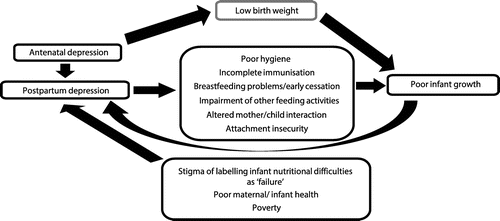 Figure 1: Potential interactions between maternal depression, infant growth and development (Adapted fromCitation21).
