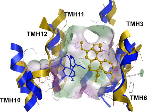 Figure 1. Superimposition of the colchicine-bound systems at the H-site for WT (blue, licorice) and G185V variant (dark yellow, ball-and-stick).