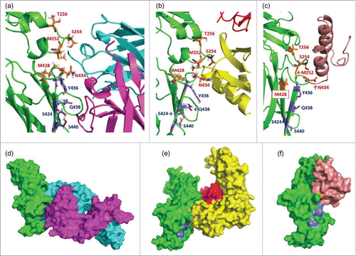 Figure 3. Enlarged complex structures of (a) Fc and RF, (b) Fc and FcRn, and (c) Fc and Protein A. In each figure, the positions mutated to enhance FcRn binding (252, 254, 256, 428, and 434) are shown as orange sticks, and those to reduce RF binding (424, 436, 438, and 440) are shown as blue sticks. The colors of ribbons are the same as in Fig. 2. The blue sticks interact with the light chain of RF but not with FcRn or protein A. Surface figures of each complex structure are shown in (d), (e), and (f). The colors of the molecular surface are the same in as the ribbon structures. The blue regions, which indicate the positions mutated to reduce RF binding, are exposed to the molecular surface in (e) and (f), but not in (d).