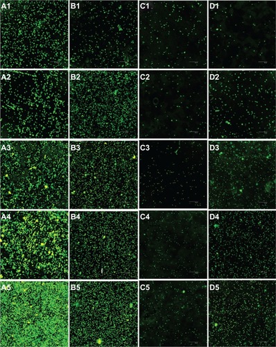 Figure 5 Confocal laser scanning microscopy analysis of Staphylococcus epidermidis colonies on mechanically polished titanium (A), acid-etched titanium (B), 80 nm TiO2 nanotube arrays (C), and 30 nm TiO2 nanotube arrays (D), after 1 hour (1), 2 hours (2), 3 hours (3), 4 hours (4), and 5 hours (5) of incubation (400×).