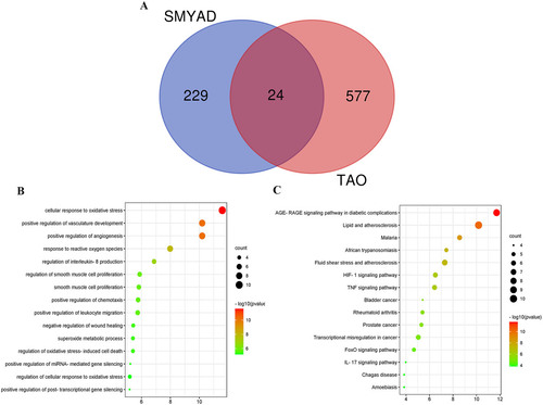 Figure 2. Functional enrichment analysis. (A) The Venn diagram of the potential targets in SMYAD and the therapeutic targets for TAO. (B) GP biological process enrichment analysis of 24 TAO treatment targets in SMYAD. (C) KEGG pathway enrichment analysis of 24 TAO treatment targets in SMYAD.