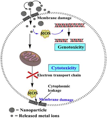Figure 12 Schematic representation of antimicrobial mechanism of ZnO-Se nanocomposites under light irradiation. Reprinted from J Photochem Photobiol B, 203,  Ahmad A, Ullah S, Ahmad W, et al. Zinc oxide-selenium heterojunction composite: synthesis, characterization and photo-induced antibacterial activity under visible light irradiation. 111743, Copyright 2020, with permission from Elsevier.Citation153