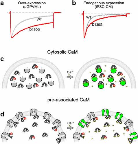 Figure 3. The Implications of Mixed Mutant and WT CaM Expression. (a), Exemplar Ca2+ current in response to a 30 mV depolarizing step recorded from aGPVMs overexpressing CaM WT (gray) vs. CaM D130G (red). The D130G mutations causes a loss of CDI, as seen by the lesser decay of the Ca2+ current (red) as compared to WT (gray). This figure is reproduced from Limpitikul et. al. (2014) [Citation87] with permission. (b), Exemplar Ca2+ current recording in response to a 30 mV depolarizing step from iPSC-CMs derived from a patient harboring a D130G CaM mutation (red) as compared to iPSC-CMs from an unaffected individual (gray) demonstrating a reduction in CDI. Data is reproduced from Limpitikul et. al. (2017) [Citation88] with permission. (c), Cartoon illustrating the impact of mutant CaM under conditions where CaM remains cytosolic until Ca2+ is bound, resulting in Ca2+/CaM binding to the target. Green indicates a modulated target protein. Mutant CaM (red) inhibits Ca2+ (yellow) from binding, thus preventing mutant CaM from interacting with the target protein. (d), Cartoon illustrating the impact of mutant CaM under conditions where CaM is pre-associated to its target in the apo state. Mutant CaM (red) inhibits Ca2+ (yellow) from binding, thus preventing the associated target protein from undergoing Ca2+ dependent modulation (target remains gray).