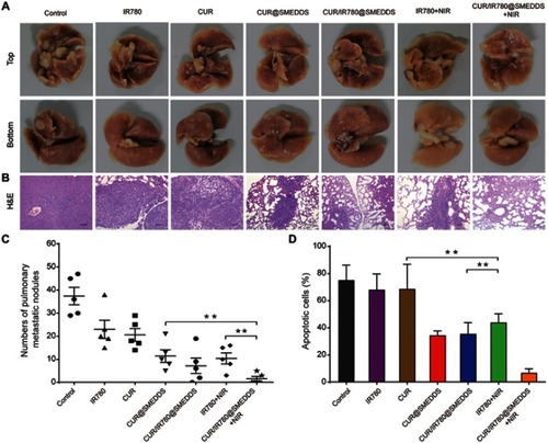 Figure 8 (A) Photographs and (B) histological examination of pulmonary metastatic nodules in nude mice treated with control, IR780, CUR, CUR@SMEDDS, CUR/IR780@SMEDDS, IR780+NIR, and CUR/IR780@SMEDDS+NIR. (C) Number of pulmonary metastatic nodules in nude mice after treatments. (D) Pulmonary metastatic area of nude mice after treatments. Data are represented as mean±SD of five animals. ** p<0.01.