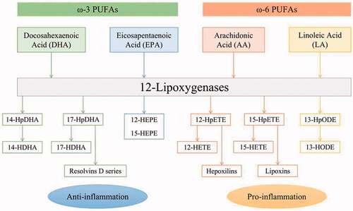 Figure 1. The 12-LOXs pathways metabolizing ω-3 and ω-6 PUFAs.