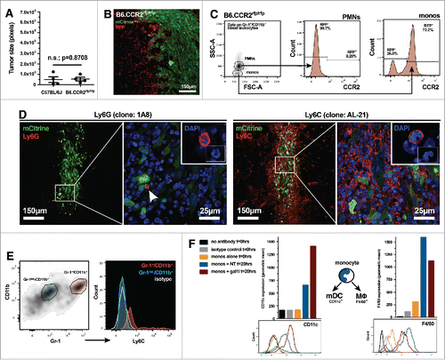 Figure 5. Gr-1+/CD11b+ myeloid cells that infiltrate early gal-1-deficient glioma express markers of inflammatory monocytes. (A) Quantification of GL26-gal1i tumor size 7-d after intracranial engraftment in wild-type C57BL/6J (n = 4) or B6.CCR2−/− (n = 4) mice. (B) Scanning fluorescence confocal analysis of GL26-gal1i glioma (green) 48-h post-engraftment into the brain of a B6.CCR2−/− mouse showing the presence of numerous RFP+ cells (red), a surrogate marker for cells that normally express CCR2. (C) Flow cytometric analysis of circulating leukocytes from tumor-naive B6.CCR2−/− mice reveals that only the monocytic subtype of Gr-1+/CD11b+ myeloid cell expresses RFP. (D) Fluorescence immunohistochemical analysis on brain tissue sections bearing GL26-gal1i 7-d post-engraftment into wild-type C57BL/6J mice (n = 4) using anti-Ly-6G (clone: 1A8) (left two panels) or anti-Ly-6C (clone: AL-21) (right two panels) antibodies, experiment repeated × 2. The aspects of the low-magnification micrographs outlined by the white boxes within the respective micrographs are shown at higher-magnification in the micrographs to the right, demonstrating the paucity of Ly-6G+ cells, but high degree of Ly-6C+ cells within the gal-1-deficient glioma microenvironment. Insets show examples of immunopositive cells whose nuclear morphology is consistent with Ly-6G+ polymorphonuclear cells (left panel) and Ly-6C+ monocytes (right panel). (E) Flow cytometric analysis of Gr-1int./CD11b+ (blue gate) and Gr-1+/CD11b+ myeloid cells (red gate) within the GL26-gal1i tumor microenvironment 6-d post-engraftment (left panel). Color-coded PBMC populations are further stratified based on Ly-6C expression in the histograms to the right, demonstrating that the Gr-1int./CD11b+ population is Ly-6C− while the Gr-1+/CD11b+ cells are Ly-6C+. Isotype control is shown (white histogram); experiment repeated × 2. (F) Flow cytometric analysis for CD11c (left) and F4/80 in FACS-purified Gr-1+/CD11b+ monocytic myeloid cells after 20-h of in vitro co-culture with GL26-NT or GL26-gal1i cells. The geometric mean of each color-coded histogram (bottom panels) is plotted as a bar graph above the respective histogram plots. The schematic between the two bar graphs shows the known fates of circulating monocytes toward either conventional myeloid dendritic cells (i.e., mDCs) or macrophages (MΦ) in response to different microenvironmental queues, experiment repeated × 2.