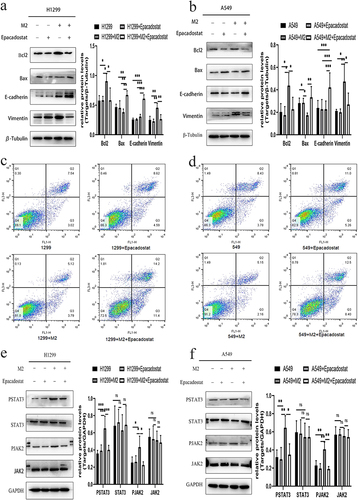 Figure 8 Effect of IDO1 in regulating apoptosis and EMT. (a)apoptosis-related and EMT-related marker expression in H1299 cells. (b) Apoptosis-related and EMT-related marker expression in A549 cells. (c) The apoptosis rates of H1299 cells. (d) The apoptosis rates of A549 cells. (e) The protein expression levels of JAK2 and STAT3 in H1299 cells. (f) The protein expression levels of JAK2 and STAT3 in A549 (***p<0.001; **p<0.01; *p<0.05).