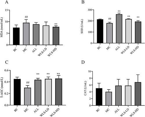 Figure 7 The effect of WLS on the levels of MDA (A), SOD (B), T-AOC (C), and CAT (D) in HUA rats. Compared with the BC group, ## p<0.01; Compared with the MC group, **p<0.01.