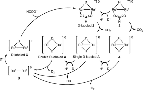 Figure 10. A proposed reaction mechanism for the hydrogen isotope exchange reaction in the conversion of HCOOD to H2, HD, D2, and CO2 in D2O catalyzed by dinuclear Ru complexes (entry 3 of Table 1).