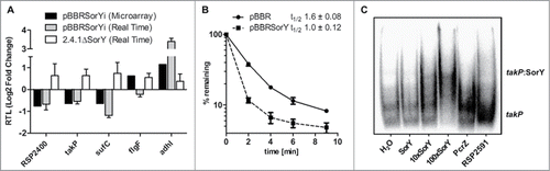 Figure 2. (A) Validation of microarray results by real-time RT-PCR and expression changes in a SorY deletion strain for putative SorY target genes. Relative expression of strain 2.4.1pBBRSorY is shown in relation to expression in the control strain 2.4.1pBBR, whereas the relative expression of the SorY deletion strain is shown in relation to the parental wild-type strain. Real-time RT-PCR data represents the mean of 3 independent experiments. Error bars indicate the standard deviation. (B) Effect of SorY overexpression on takP mRNA stability. The half-life of the takP mRNA in the control strain pBBR and strain pBBRSorY was calculated based on real-time RT-PCR with total RNA isolated from cultures at several time points after the addition of rifampicin. Values are normalized to the 16S rRNA. The data represents the mean of 3 independent experiments. (C) Binding of takP and SorY in vitro. Band shift experiment with 150 fmolCitation32 P-labeled takP (15 nM) fragment of 92 nucleotides length incubated with increasing concentrations of unlabeled SorY at 32°C for 20 min. Unlabeled sRNA SorY was added in a equimolar concentration (15 nM) to the labeled takP fragment or in 10 fold (150 nM) or 100 fold (1.5 µM) molar excess. As control 150 fmol of Citation32P-labeled takP fragment were incubated with water, the sRNA PcrZ (1.5 µM) or with an mRNA fragment of RSP_2591 (1.5 µM) in 100 fold excess.