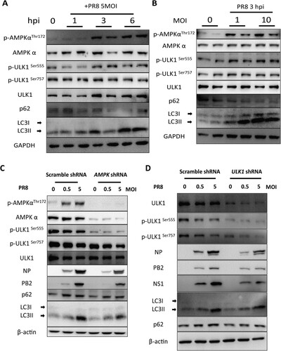 Figure 8. The AMPKα signalling pathway is essential autophagic control of IAV replication. (A) A549 cells were mock-infected or infected with PR8 at MOIs of 5. At 1, 3, and 6 hpi, cells were collected, and cell lysates subjected to Western blot analysis. (B) A549 cells were infected with PR8 at MOIs of 0, 1, and 10, respectively. The cells were collected, and cell lysates were subjected to Western blot analysis at 24 hpi. (C-D) Effect of AMPKα and ULK1 knockdown on IAV replication in A549 cells. A549 cells were infected with pLKO.1 scrambled or shRNA-AMPKα or shRNA-ULK1 lentiviruses, mock-infected or infected with PR8 and then harvested at 24 hpi for Western blot analysis. Results are representative of three independent experiments.