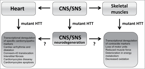 Figure 1. A summary of HD-striated muscle pathology in preclinical settings. CNS (Central Nervous System); SNS (Sympathetic Nervous System).