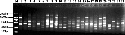 Figure 1. The profile of SRAP amplification using the M7E5 primer combination. M: DL 2000 Marker. The genotype numbers are listed in Table 1.