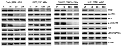 Figure 3. Downregulation of AKT and Erk signaling by short-hairpin RNA-mediated knockdown of PPME1 expression. Cells treated with shRNA against PPME1 were subjected to western blot analysis for demethylation of PP2Ac and phosphorylation of AKT and Erk in PPME1. The results are representative from three independent experiments.