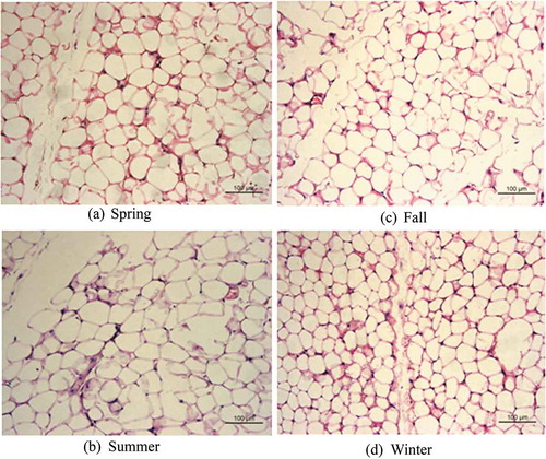 Figure 2. Morphological study of seasonal variation in brown adipose tissue in Tupaia belangeri.