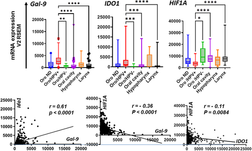 Figure 6. Status of gal-9, IDO1 and HIF1α transcripts in the various categories of HNSCCs according to TCGA online data (access through C-BioPortal – Firehose Legacy cohort). Oro ND: oropharyngeal carcinomas with unknown HPV status (n = 39); oro/HPV+: HPV-positive oropharyngeal carcinomas (n = 33); oro/HPV−: HPV-negative oropharyngeal carcinomas (n = 8); carcinomas of the oral cavity (n = 316); hypopharynx (n = 10) and larynx (n = 116). Total number of cases: 522. Upper panel: there are significant differences in the distribution of the Gal-9, IDO1 and HIF1α transcripts through the various categories of HNSCCs (Kruskal–Wallis test: p = .001)(error bars: standard error of the mean). Pairwise comparisons have been made using Dunn’s tests. Brackets and asterisks are shown only for significant comparisons involving oro/HPV+ (* p < .05; ** p < .01; *** p < .001; **** p < .0001). We found no significant comparisons involving hypopharyngeal carcinomas. Lower panel: correlations between the amounts of gal-9, IDO1 and HIF1α transcripts in the overall cohort of HNSCCs given using V2 RSEM values (RNA-seq by Expectation-Maximization). A positive correlation is found between the tumor amounts of gal-9 and IDO1 mRNAs. In contrast, there is a negative correlation between HIF1α and Gal-9 as well as HIF1α and IDO1 transcripts.