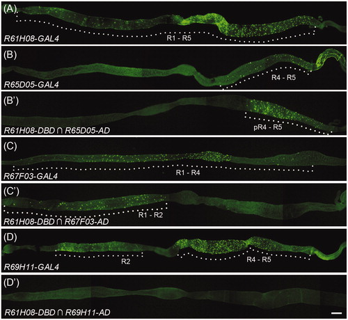Figure 7. Split-GAL4 drivers label intersecting EEs. (A–D) Epi-fluorescent images of the whole midgut expressing native GFP under the control of denoted GAL4 drivers. (B'-D') Illustrations of GFP reporter expression by R61H08-DBD when combined with R65D05-AD (B'), R67F03-AD (C'), or R69H11-AD (D'), respectively. Dotted lines indicate the regions of GFP expression. Scale bar: 300 μm (A–D').