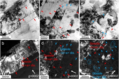 Figure 5. Bright- and dark-field TEM images of <c + a> dislocation configurations in hot-worked grains, with B near to ∼ [Citation11–20]: (a, b) a limited number of sessile <c + a> dislocations in initial sample before creep, (c, d) an increased number of sessile <c + a> dislocations and several glissile <c + a> dislocations in compressive creep sample, (e, f) a limited number of sessile <c + a> dislocations and amounts of glissile <c + a> dislocations in tensile creep sample. The ∼0.3% strain just corresponds to the reaching minimum creep rate for both tension and compression creeps.