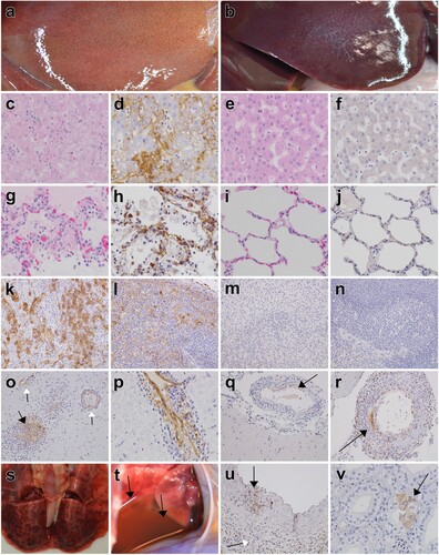 Figure 4. Representative gross, histopathology, and immunohistochemistry for anti-LASV antigen of macaques challenged with LASV Togo. (a) necrotizing hepatitis (C-3); (b) no appreciable gross lesions of the liver (Tx-8); (c) H&E, liver, 40× necrotizing hepatitis (C-3); (d) IHC (brown), 40× liver, LASV antigen positive hepatocytes, mononuclear cells within sinusoids, and sinusoidal lining cells (C-3); (e) H&E, 40× liver, no significant lesions (Tx-6); (f) IHC (brown), 40× liver, no significant immunolabelling (Tx-6); (g) H&E, 40× lung, interstitial pneumonia with oedema, haemorrhage and fibrin accumulation within alveolar spaces (C-3); (h) IHC (brown), 40× lung, LASV antigen positive alveolar macrophages, alveolar septal macrophages, and endothelium (C-3); (i) H&E, 40× lung, no significant lesions (Tx-8); (j) IHC (brown), 40× lung, no significant immunolabelling (Tx-8); (k) IHC (brown), 20× adrenal gland, LASV antigen positive adrenal cortical cells (C-3); (l) IHC (brown), 20× spleen, LASV antigen positive mononuclear cells within the red pulp, white pulp and peritoneal mesothelium (C-3); (m) IHC (brown), 20× adrenal gland, no significant immunolabelling (Tx-6); (n) IHC (brown), 20× spleen, no significant immunolabelling (Tx-6); (o) IHC (brown), 20× brain, LASV antigen positive glial nodule (black arrow) and endothelium (white arrow) (C-2); (p) IHC (brown), 40× brainstem, LASV antigen positive endothelium with perivascular cuffing (C-2); (q) IHC (brown), 20× brain, LASV antigen positive smooth muscle of inflamed meningeal vessel (arrow) (Tx-4); (r) IHC (brown), 20× brainstem, LASV antigen positive smooth muscle (arrow) and mononuclear cells surrounding and infiltrating a meningeal vessel (Tx-7); (s) haemorrhagic interstitial pneumonia (C-3); (t) pleural effusion (black arrows) (C-3); (u) IHC (brown), 20×, kidney, IHC positive infiltrating mononuclear cells within the smooth muscle of a large calibre artery (black arrow) and perivascular inflitrates (Tx-2); (v) IHC (brown), 40×, kidney, IHC positive collecting duct epithelium (arrow) (Tx-8).