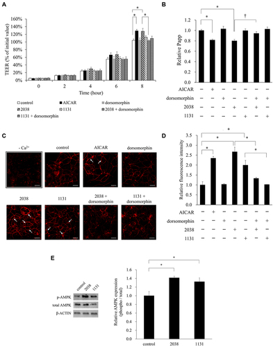 Figure 4. L. bulgaricus 2038 and S. thermophilus 1131 promoted the assembly of TJ proteins in a calcium switch assay.