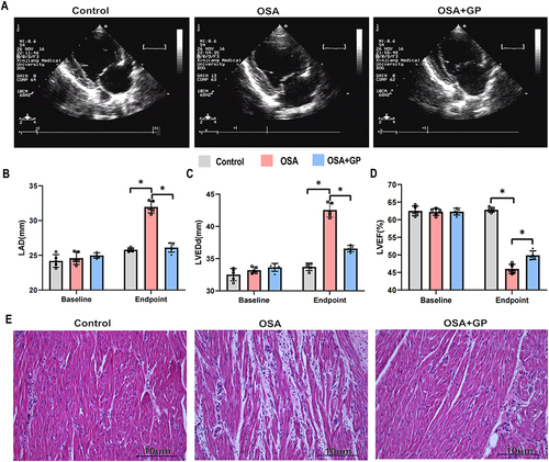 Figure 3 OSA promotes the atrial enlargements and atrial inflammation. (A) Schematic diagram illustrating the echocardiography procedure for the three groups. (B–D) Comparison of left atrial diameter (LAD), left ventricular ejection fraction (LVEF), and left ventricular end-diastolic dimension (LVEDd) among the three groups at baseline (0 week) and endpoint (at the 12th week). Each group consisted of 5 participants. (E) Representative histological images (HE staining, ×20) of the left atrium from the three groups. Statistical significance is indicated by *P<0.05.